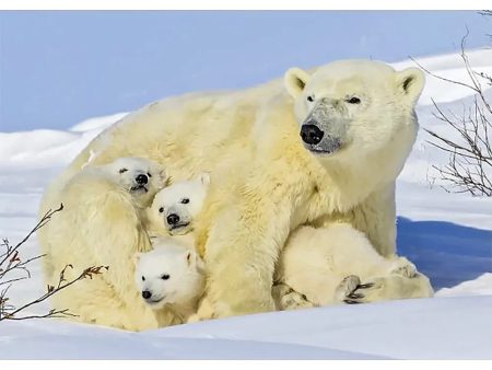 Polar Bear Mother with Cubs 2 - 3D Lenticular Postcard Greeting Card - NEW Cheap