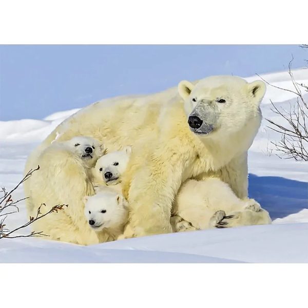 Polar Bear Mother with Cubs 2 - 3D Lenticular Postcard Greeting Card - NEW Cheap